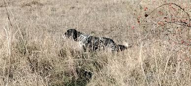 Setter inglese fortissimo su Beccacce