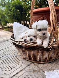 Bichon Maltese