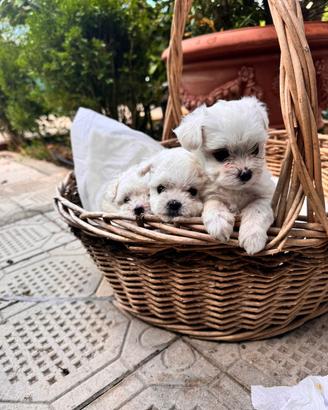 Bichon Maltese