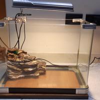 Acquario pesci e tartarughe