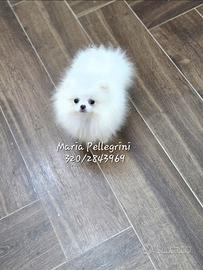 Spitz Pomerania bianco/Pedigree Enci