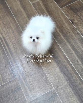 Spitz Pomerania bianco/Pedigree Enci
