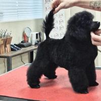 Barbone con pedigree enci