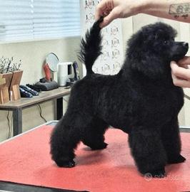 Barbone con pedigree enci