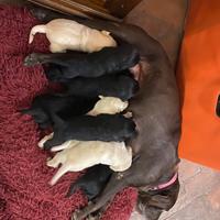 Disponibile CUCCIOLA DI LABRADOR NERAdi 90 giorni