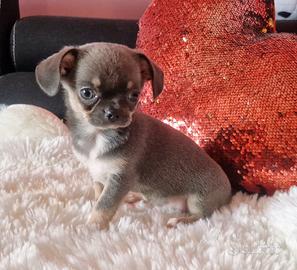 Chihuahua maschietto