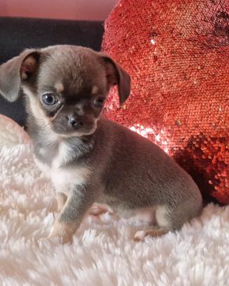 Chihuahua maschietto