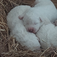 Cuccioli di Pastore Maremmano Abbruzzese