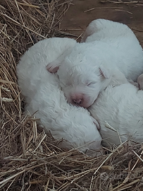 Cuccioli di Pastore Maremmano Abbruzzese