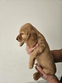 Cuccioli Cocker Spaniel