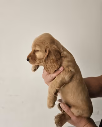 Cuccioli Cocker Spaniel