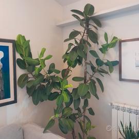 Pianta da appartamento  ficus