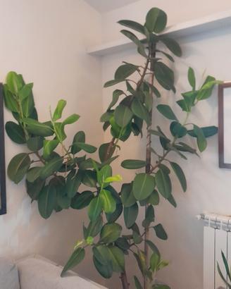Pianta da appartamento  ficus