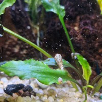 Melanoides Tubercolata, Lumache, Acqua dolce