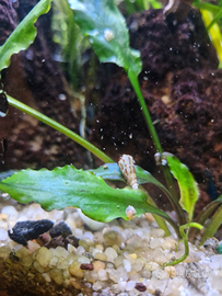 Melanoides Tubercolata, Lumache, Acqua dolce