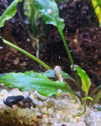 Melanoides Tubercolata, Lumache, Acqua dolce