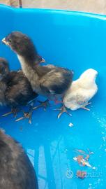 Oliver egger e araucana