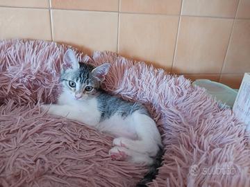 Gattini