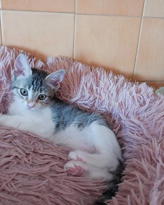Gattini
