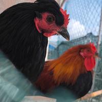 Galli oliveregger e Cornuti di Caltanissetta