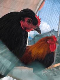 Galli oliveregger e Cornuti di Caltanissetta