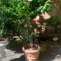Pianta da giardino