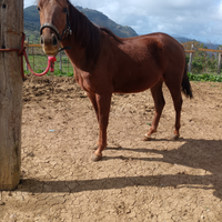 Puledro quarter di 2 anni