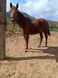 Puledro quarter di 2 anni