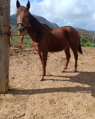 Puledro quarter di 2 anni
