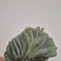 cactus pianta grassa 