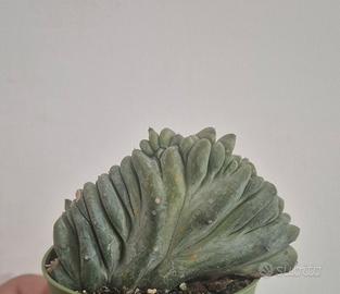 cactus pianta grassa 