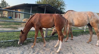 Puledra appaloosa
