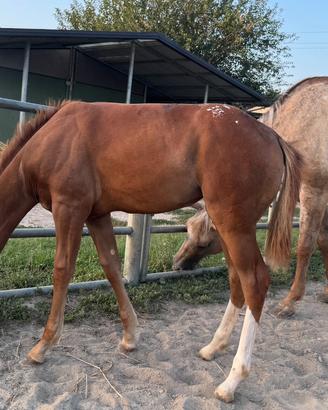 Puledra appaloosa