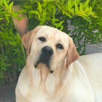 Labrador