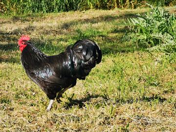 Gallo Australorp