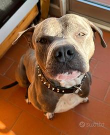 Pitbull blue nose