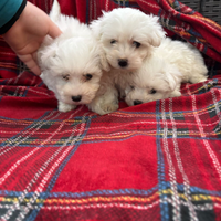 Cucciolo maltese mini Toy
