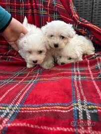 Cucciolo maltese mini Toy