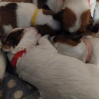 Piccoli jack Russell