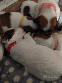 Cuccioli di jack Russell