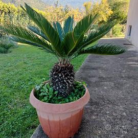 Cycas in vaso