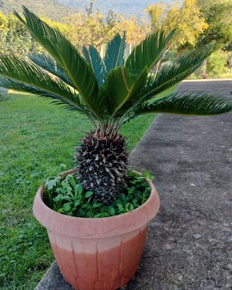 Cycas in vaso