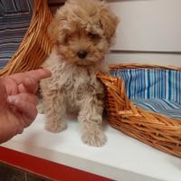 Barboncino toy con genitori visibili