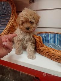 Barboncino toy con genitori visibili