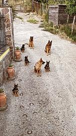 Cuccioli pastore tedesco puri