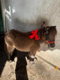 Mini pony femmina
