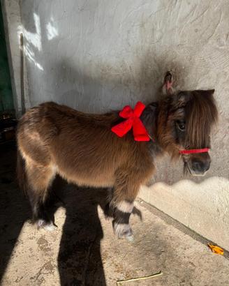 Mini pony femmina