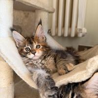 Disponibili cuccioli Maine Coon con Pedigree