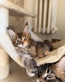 Disponibili cuccioli Maine Coon con Pedigree