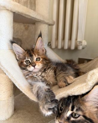 Disponibili cuccioli Maine Coon con Pedigree